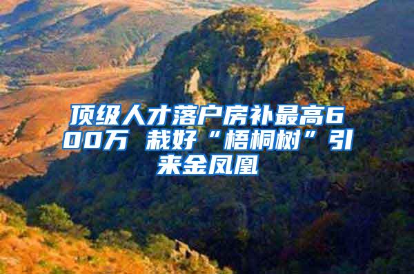 顶级人才落户房补最高600万 栽好“梧桐树”引来金凤凰