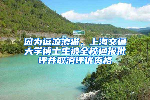 因为逗流浪猫，上海交通大学博士生被全校通报批评并取消评优资格